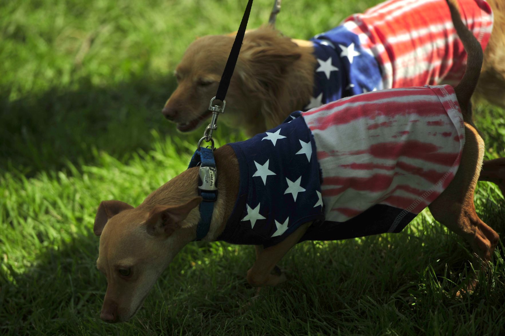 Red, White and Blue Days 2019 16 (07/03/19)